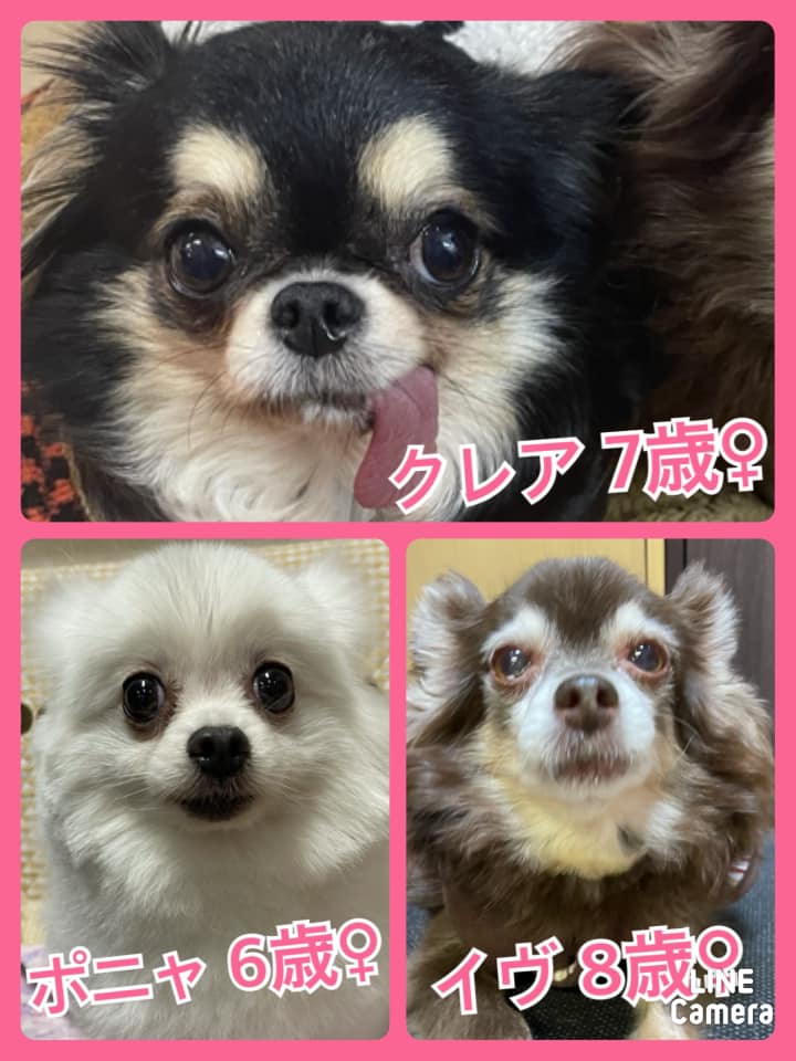 🐾今日の里親様募集中ワンコ🐶メンバーです🐾2021,3,1